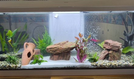 aquarium Aqua Natu