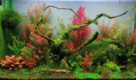 aquarium Aquascaping