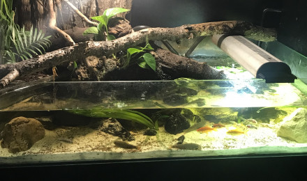 aquarium Aquarium tortue