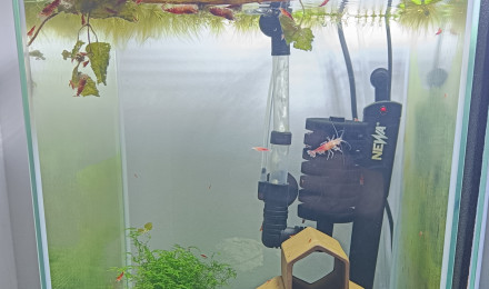 aquarium Crevettes Santa