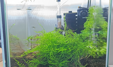 aquarium Killis clown