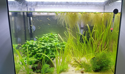 aquarium 50 litres