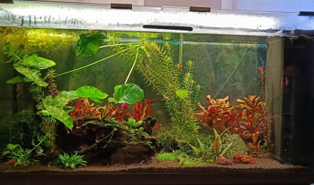 aquarium Jade