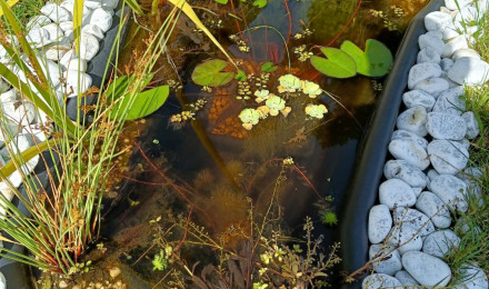 aquarium Bassin 150 litres