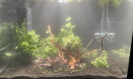 aquarium Betta smaragdina