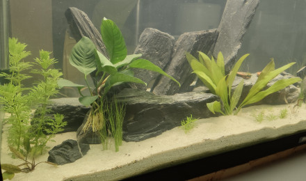 aquarium Rivière minéral 250L