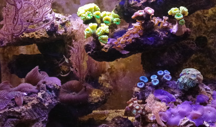 aquarium Recifal