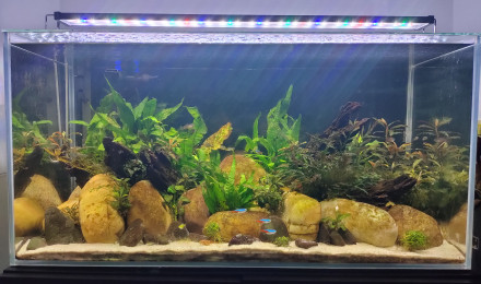aquarium 112l