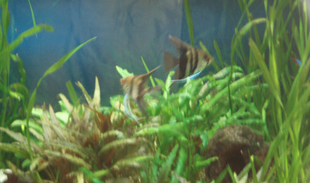 aquarium jlflokin