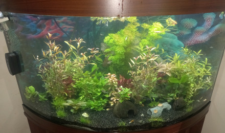 aquarium Ab