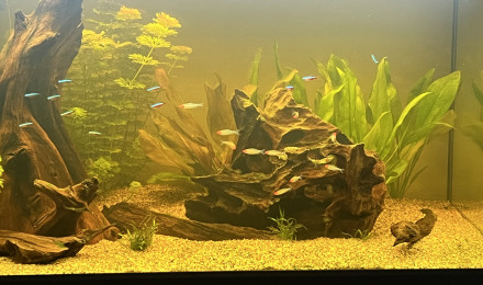 aquarium amazoni1