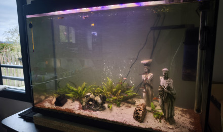 aquarium Aquarium