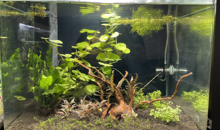aquarium Betta smaragdina