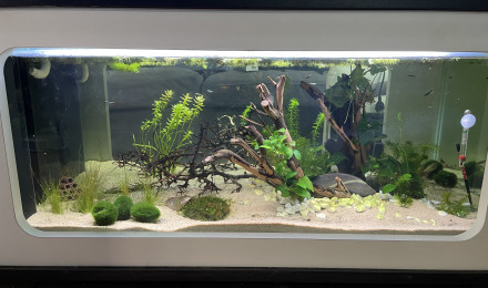 aquarium Aquatable Asie