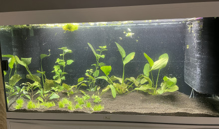 aquarium Gouramis