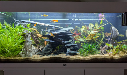 aquarium JUWEL RIO180 ENTREE