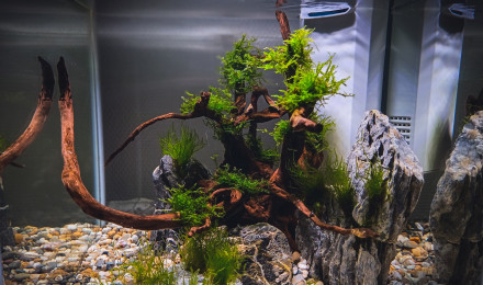 aquarium Waterblue