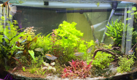 aquarium Aquarium hollandais