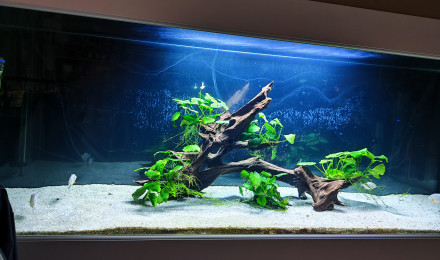 aquarium Aqua pira