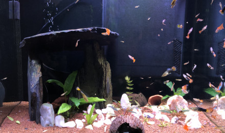 aquarium Guppy