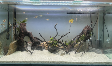 aquarium Scape asiatique