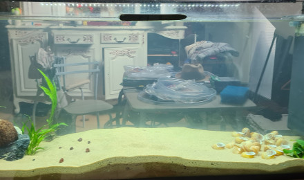 aquarium Tanganyika