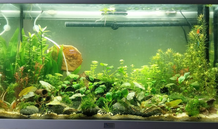 aquarium Le monde de Yoshi
