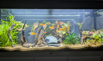 aquarium JUWEL RIO180 ENTREE