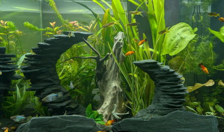 aquarium CIANO EMOTION PRO 60