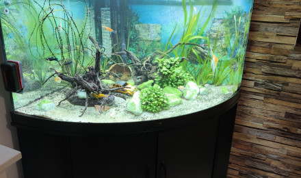 aquarium Communautaire