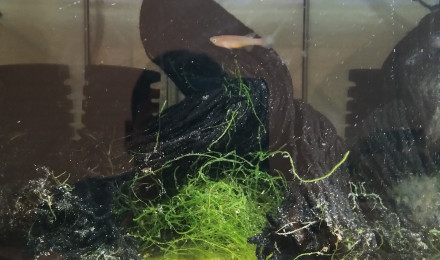 aquarium 431 01 Couple Fundulopanchax nigerianus Innidere