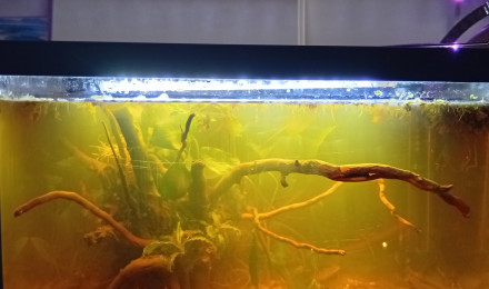 aquarium Thai Black Water