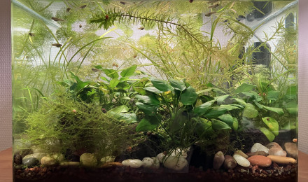 aquarium Impérial Gambusia
