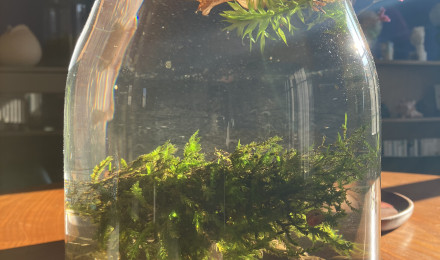 aquarium Jarrarium