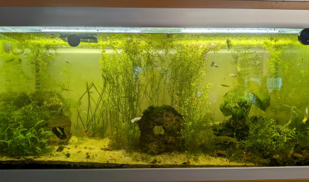 aquarium Cité en ruines