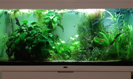 aquarium Communautaire I