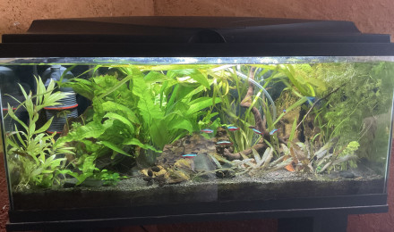 aquarium Aquarium de 80L