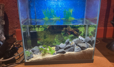 aquarium Aquarium de quarantaine et hopital