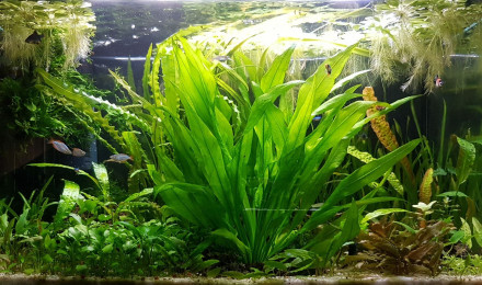 aquarium BAC160