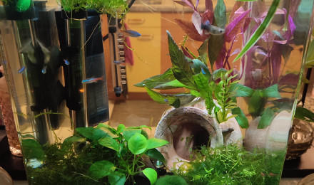 aquarium Nano
