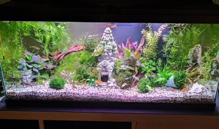 aquarium 80 L