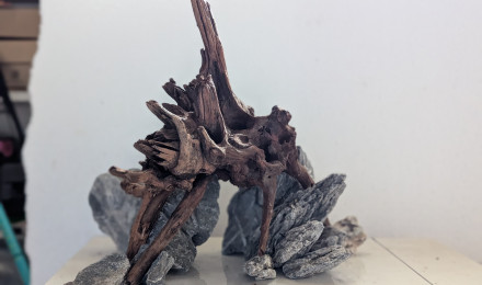 aquarium Aquascape 2025