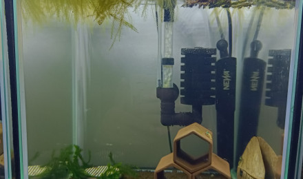 aquarium Crevettes morsura blue