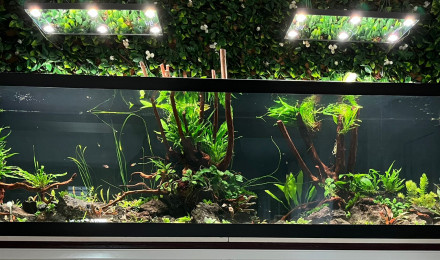 aquarium 1000 litres Apistos et autres