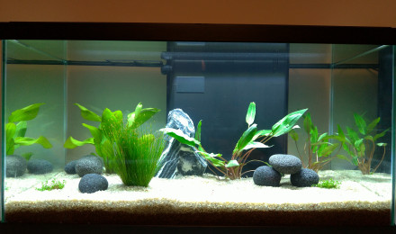 aquarium Aquarium Salon 1