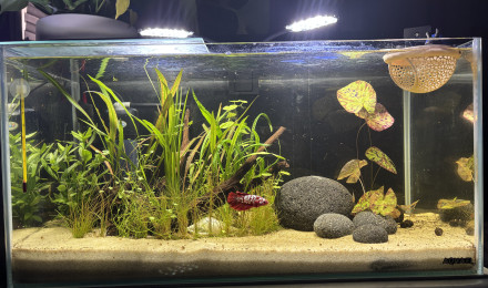 aquarium Tank AQUAEL 60 Khéops