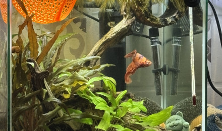 aquarium ZOLUX betta kub 15 Spike