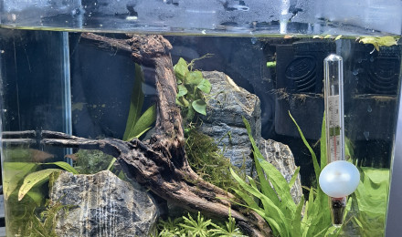 aquarium Futur crevettodrome