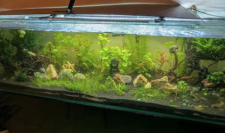 aquarium 450 L Communautaire