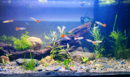 aquarium Mon aquarium